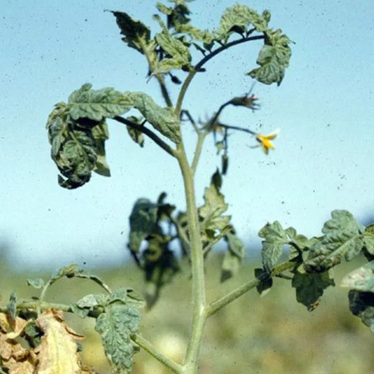 پژمردگی فوزاریومی Fusarium wilt