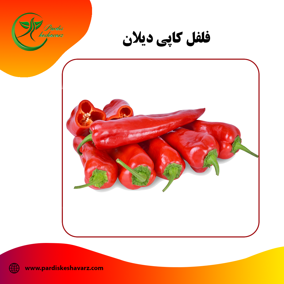بذر فلفل کاپی دیلان