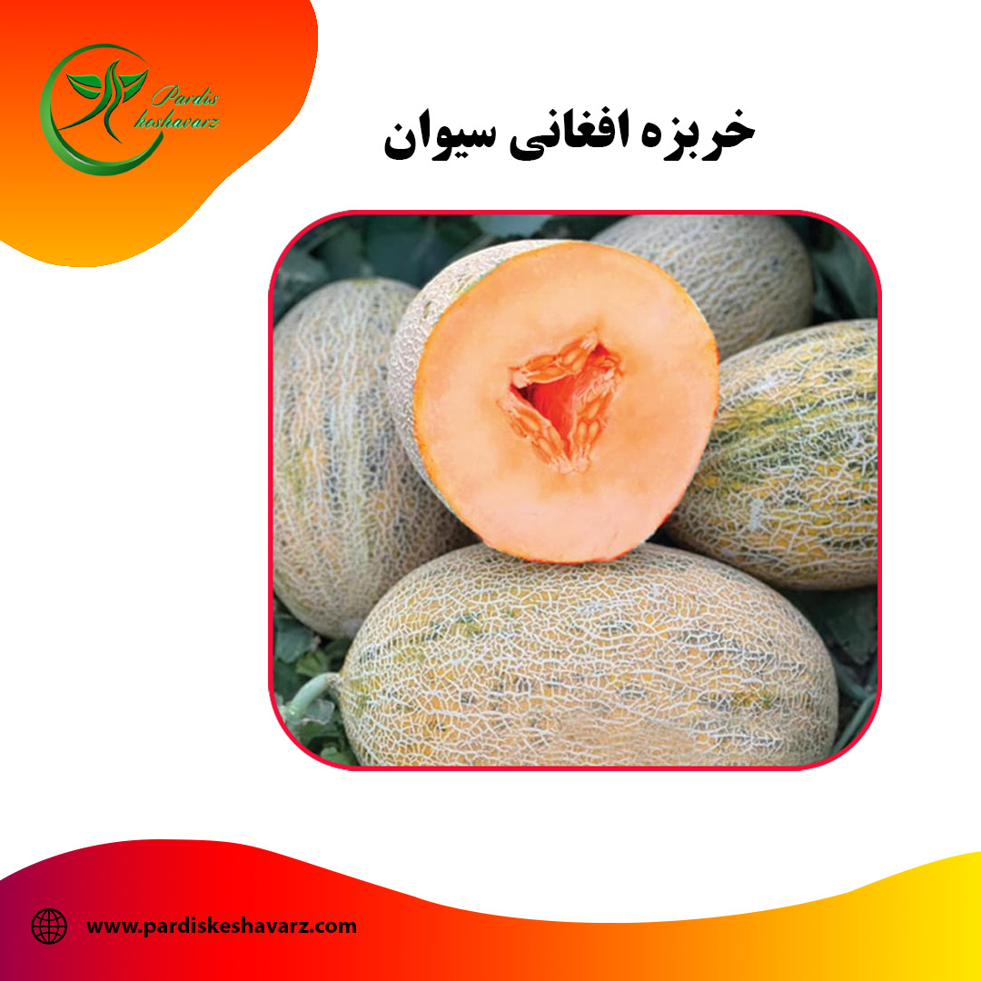 خربزه افغانی سیوان