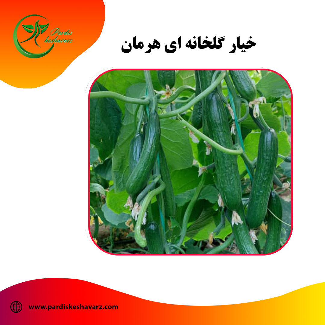 خیار گلخانه ای هرمان