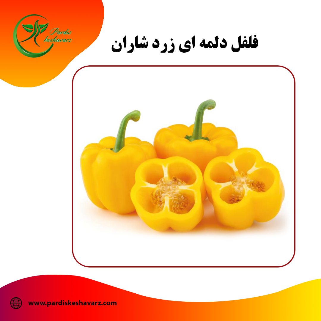 بذر فلفل دلمه ای زرد شاران