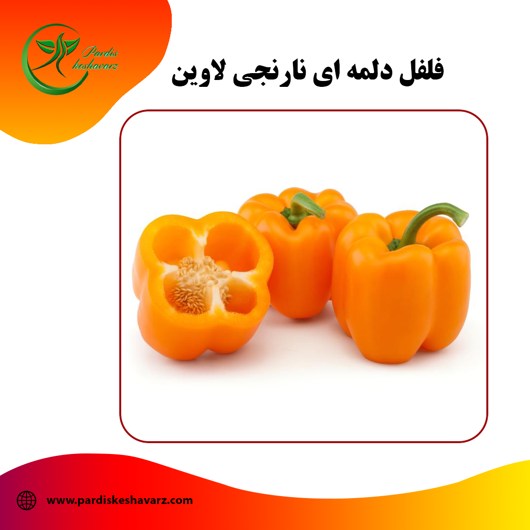 بذر فلفل دلمه ای نارنجی لاوین