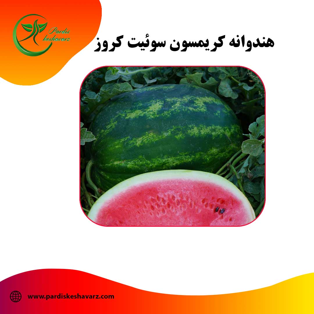 هندوانه کریمسون سوئیت کروز