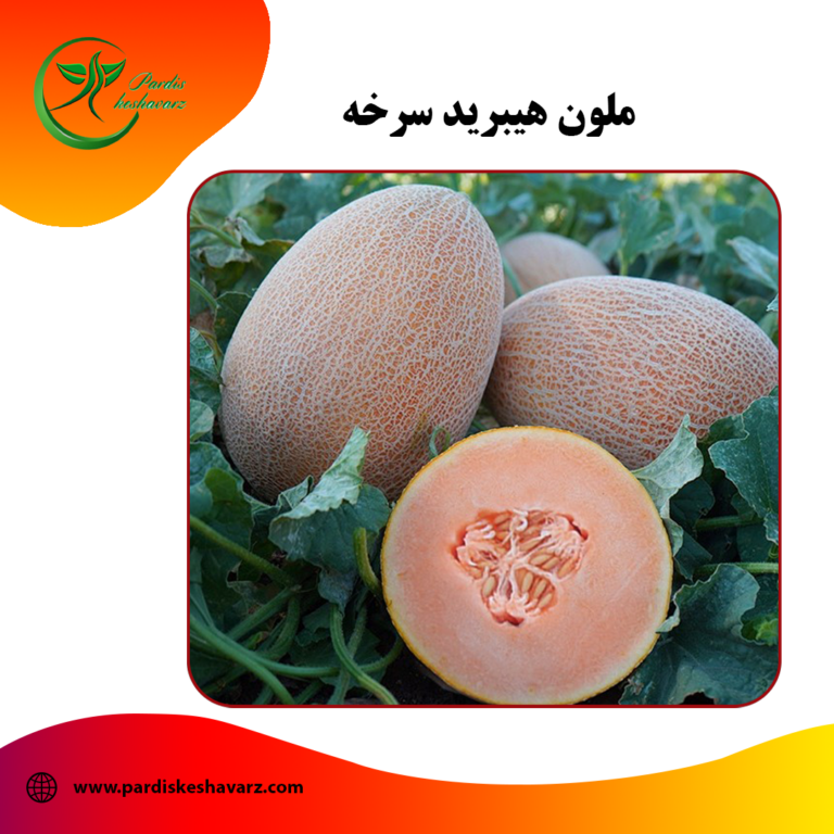 بذر ملون هیبرید سرخه