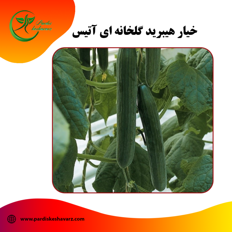 بذر خیار هیبرید گلخانه ای آتیس