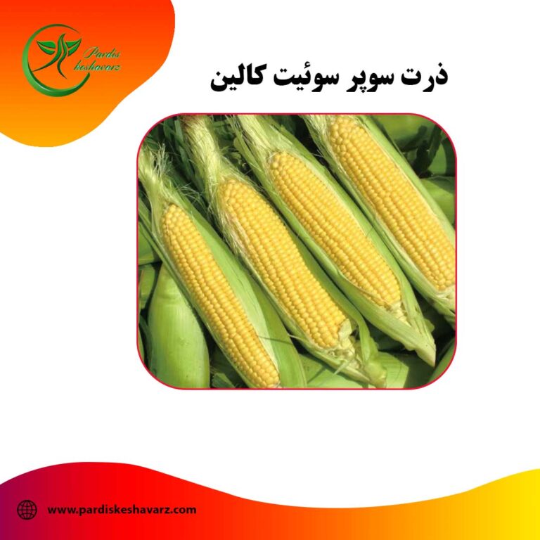 ذرت سوپر سوئیت کالین