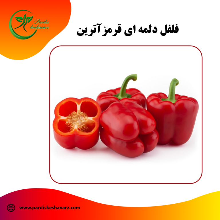 بذر فلفل دلمه ای قرمز آترین