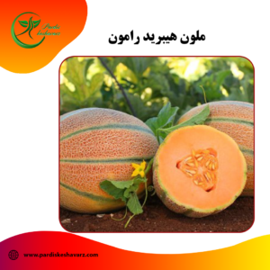 بذر ملون هیبرید رامون