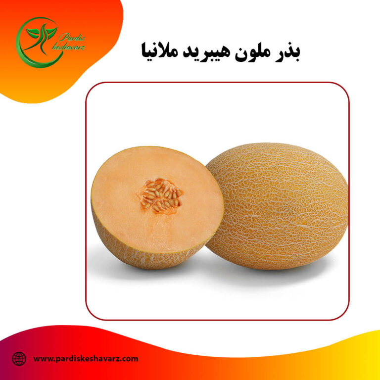 بذر ملون هیبرید ملانیا