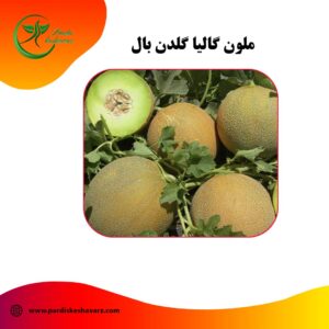 ملون گالیا گلدن بال