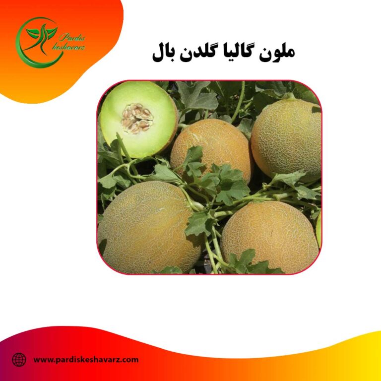 ملون گالیا گلدن بال