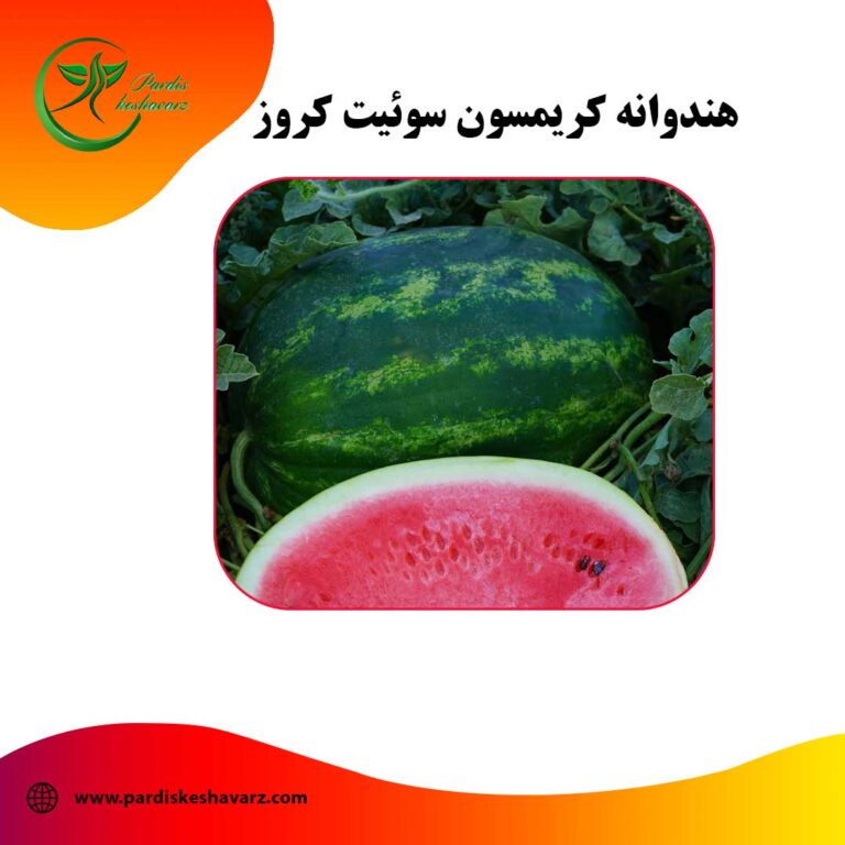 هندوانه کریمسون سوئیت کروز