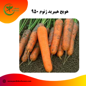 بذر هویج هیبرید ژنوم 950
